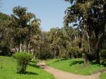 Пальмовая аллея в парке ОШО