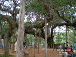Дерево в Ауробиндо ашраме